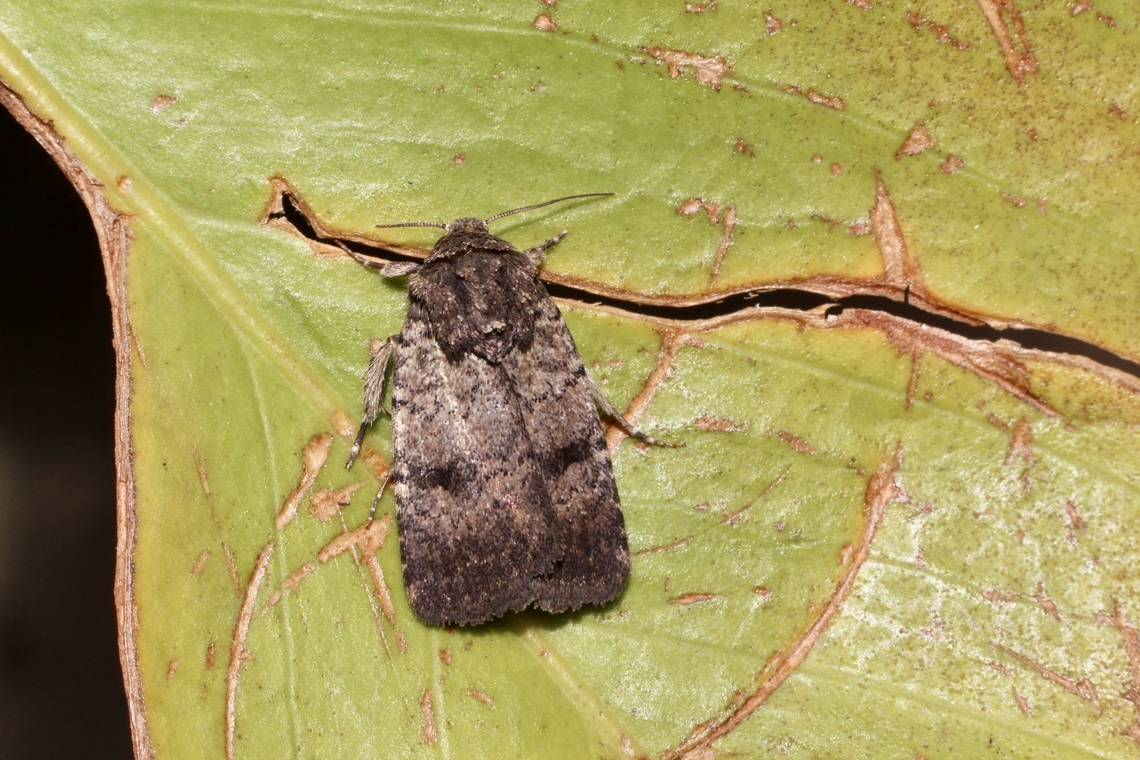 Thoracolopha verecunda Attracted to UV light . Australia,Eamw moth,Encounter Bay,Encounter Bay SA,Geotagged,Summer,Thoracolopha ew,Thoracolopha verecunda,UVL