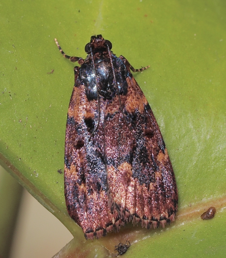 Genus Araeopaschia Attracted to UV light.<br />
Info I found indicates that there are only three species, two with photos which don&rsquo;t match and one no image. Araeopaschia,Australia,Eamw moth,Encounter Bay SA,Encounter Bay moth,Geotagged,Summer,UVL