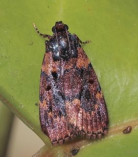 Genus Araeopaschia Attracted to UV light.
Info I found indicates that there are only three species, two with photos which don’t match and one no image. Araeopaschia,Australia,Eamw moth,Encounter Bay SA,Encounter Bay moth,Geotagged,Summer,UVL