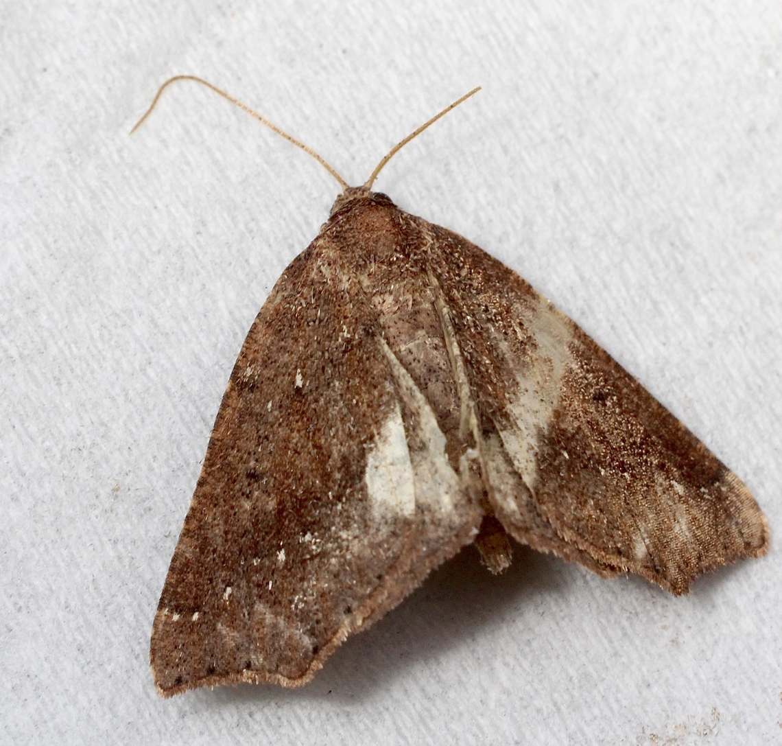 Diastictis goniota Attracted to UV light. This specimen as a bit of damage to the wing coloration( The white areas) Australia,Diastictis,Diastictis goniota,Eamw moth,Encounter Bay SA,Encounter Bay moth,Geotagged,Summer,UVL