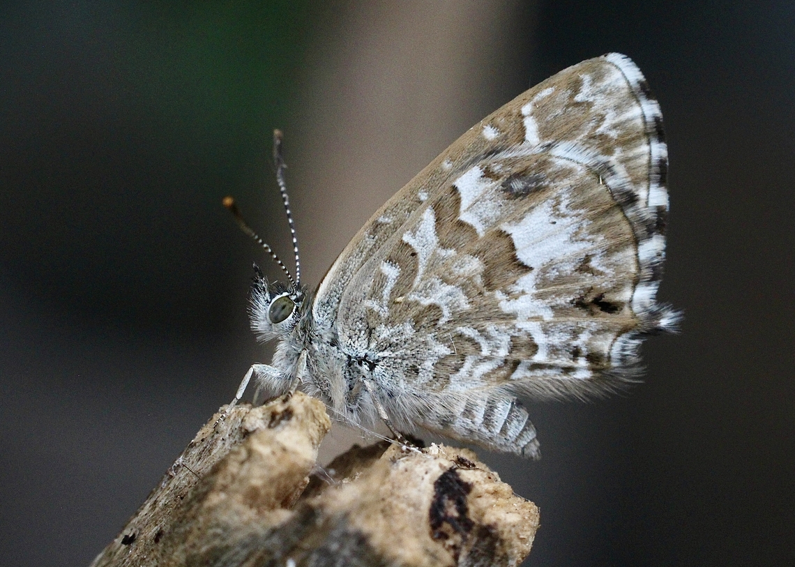 Saltbush Blue Theclinesthes serpentata  Australia,Eamw butterflies,Encounter Bay SA,Geotagged,Saltbush Blue,Summer,Theclinesthes serpentata,Winter