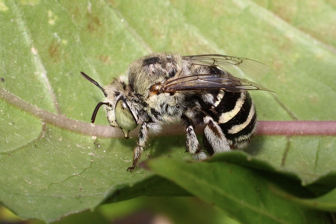 Amegilla chlorocyanea Known as the Blue-banded Bee (Amegilla chlorocyanea) or simply the Amegilla, are a robust looking bee, usually with golden to light-brown head and thorax. Although known as the Blue-banded Bee… they do not all have blue bands, some are white, yellow, pale green, and a number of variations and mixes in between, alternating with the black band.<br />
<a href="https://ausemade.com.au/flora-fauna/fauna/insects/bees/amegilla-sp/amegilla-chlorocyanea/amegilla-chlorocyanea-blue-banded/" rel="nofollow">https://ausemade.com.au/flora-fauna/fauna/insects/bees/amegilla-sp/amegilla-chlorocyanea/amegilla-chlorocyanea-blue-banded/</a> Amegilla chlorocyanea,Australia,Eamw bees,Encounter Bay SA,Geotagged,Summer