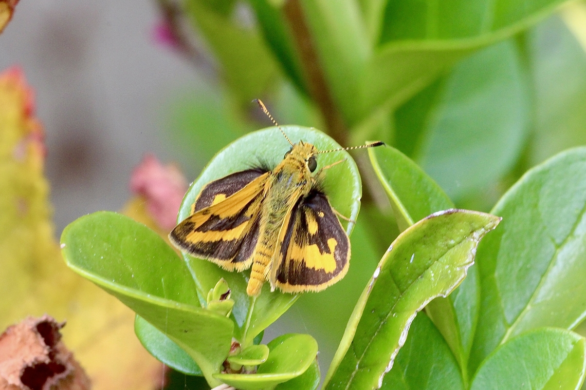 Yellow banded Dart - Ocybadistes walkeri  Australia,Eamw butterflies,Eamw skippers,Encounter Bay SA,Geotagged,Ocybadistes walkeri,Summer,Yellow-banded Dart