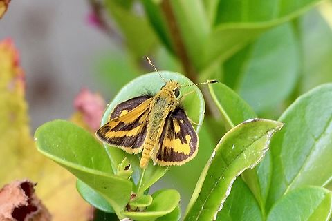 Yellow banded Dart - Ocybadistes walkeri  Australia,Eamw butterflies,Eamw skippers,Encounter Bay SA,Geotagged,Ocybadistes walkeri,Summer,Yellow-banded Dart
