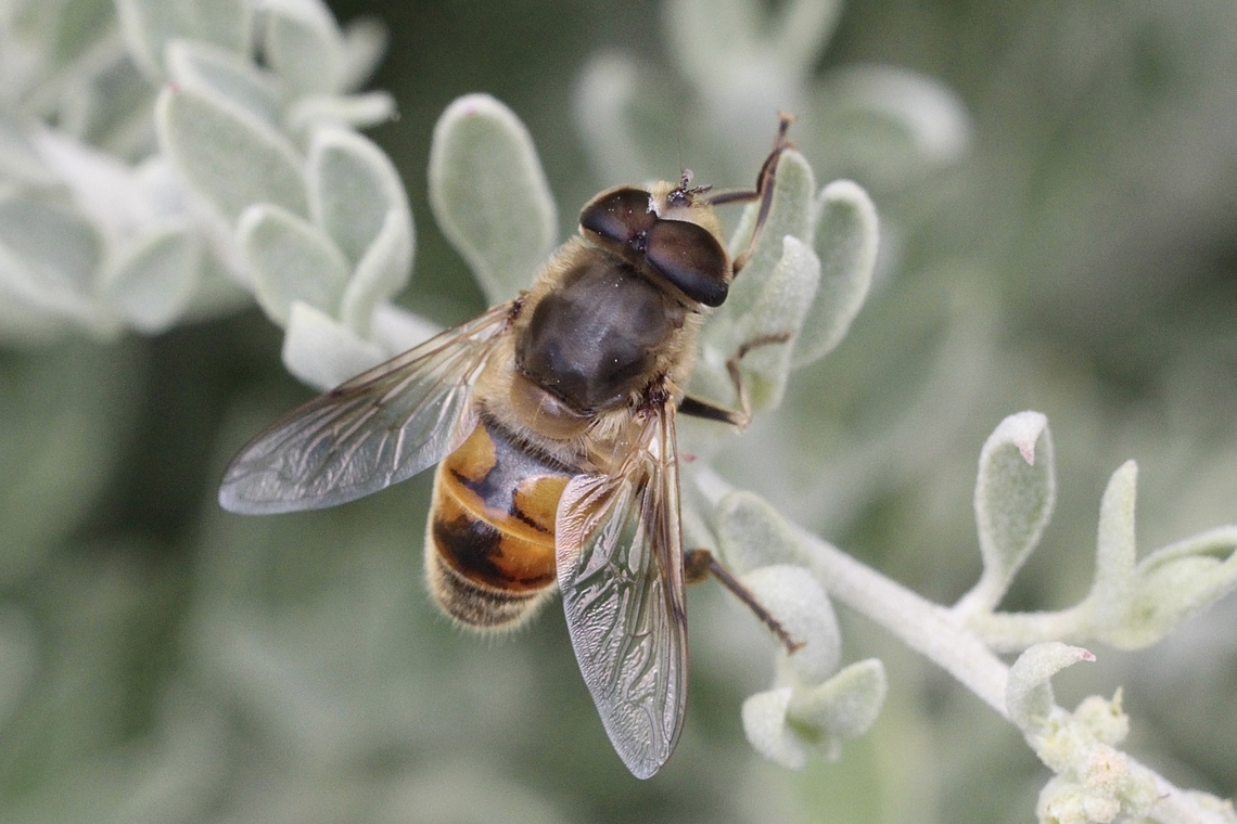 Common Drone Fly - Eristalis tenax  Australia,Common Drone Fly,Eamw Hoover flies,Encounter Bay SA,Eristalis tenax,Geotagged,Summer