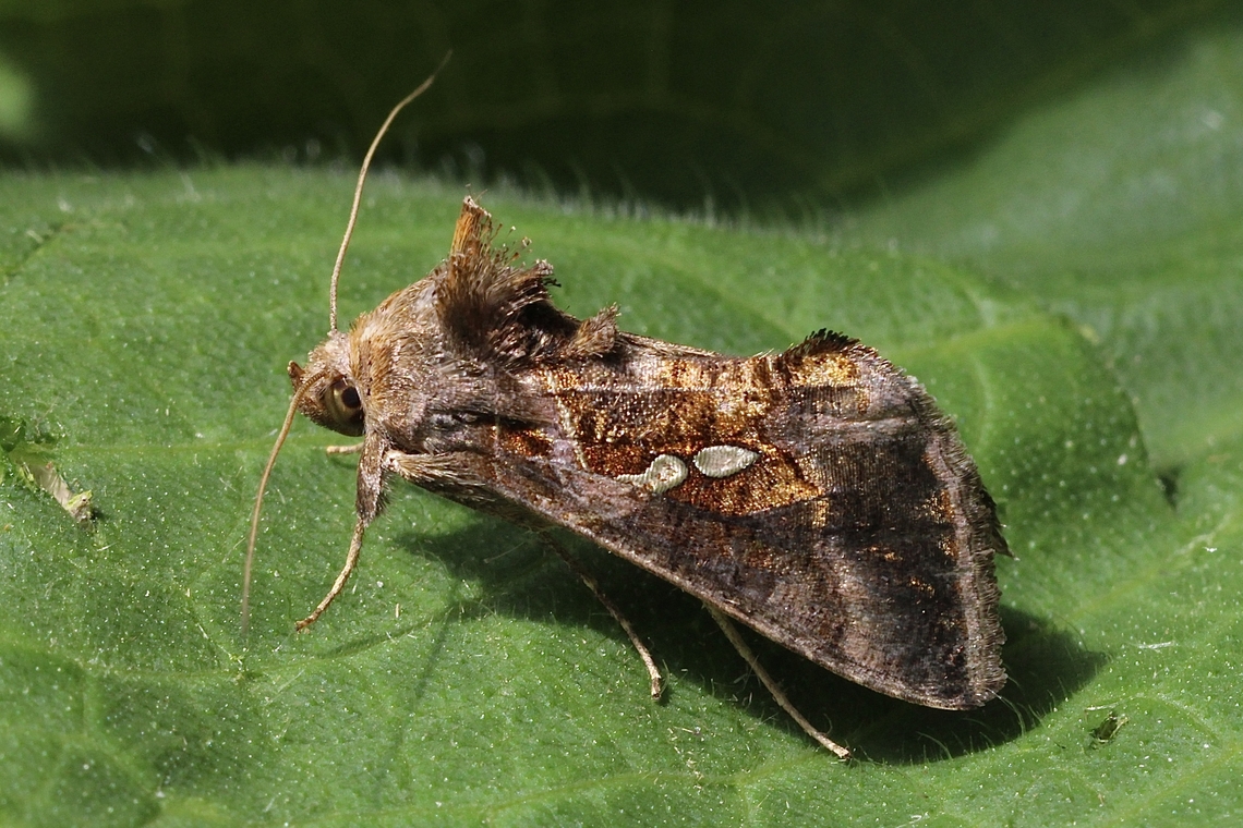Tunbridge Wells Gem - Chrysodeixis acuta  Australia,Chrysodeixis,Chrysodeixis acuta,Eamw moth,Encounter Bay SA,Encounter Bay moth,Geotagged,Summer,UVL