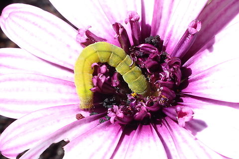 Unidentified noctuoid caterpillar feeding on daisy pollen.  Australia,Geotagged,Summer