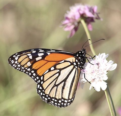 Monarch butterfly- Danaus plexippus Observed many Monarch butterflies in this conservation park but at first could not find the host plant . Eventually I did find Wild Cotton Gomphocarpus cancellatus. Australia,Danaus plexippus,Eamw butterflies,Geotagged,Monarch butterfly,Summer,Talisker Conservation Park