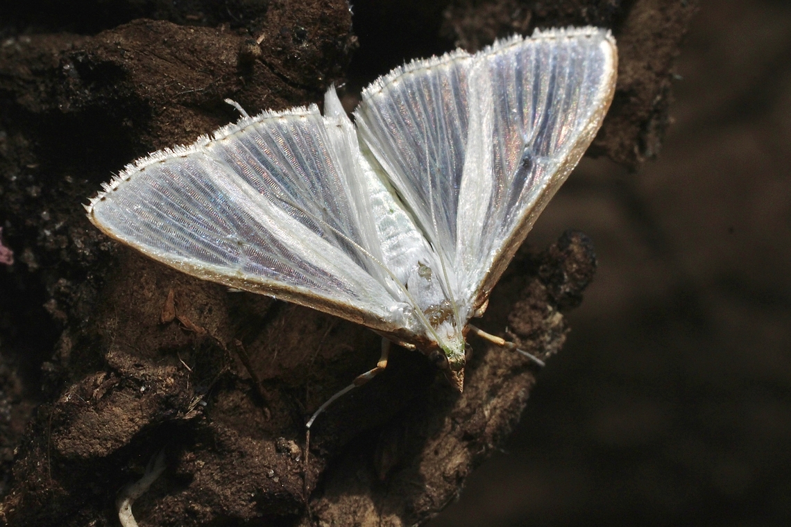 Jasmine Moth - Palpita vitrealis  Australia,Eamw moth,Encounter Bay SA,Encounter Bay moth,Geotagged,Jasmine moth,Palpita ew,Palpita vitrealis,Summer,UVL