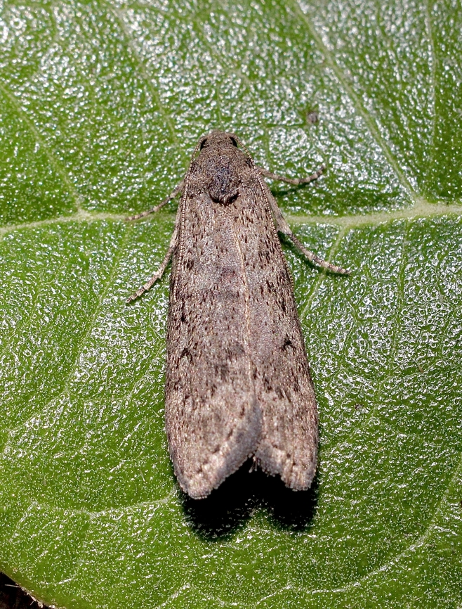 Heteromicta pachytera Attracted to UV light Australia,Eamw moth,Encounter Bay SA,Encounter Bay moth,Geotagged,Heteromicta ew,Heteromicta pachytera,Summer,UVL