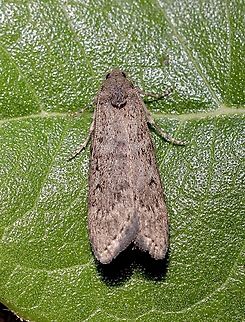 Heteromicta pachytera