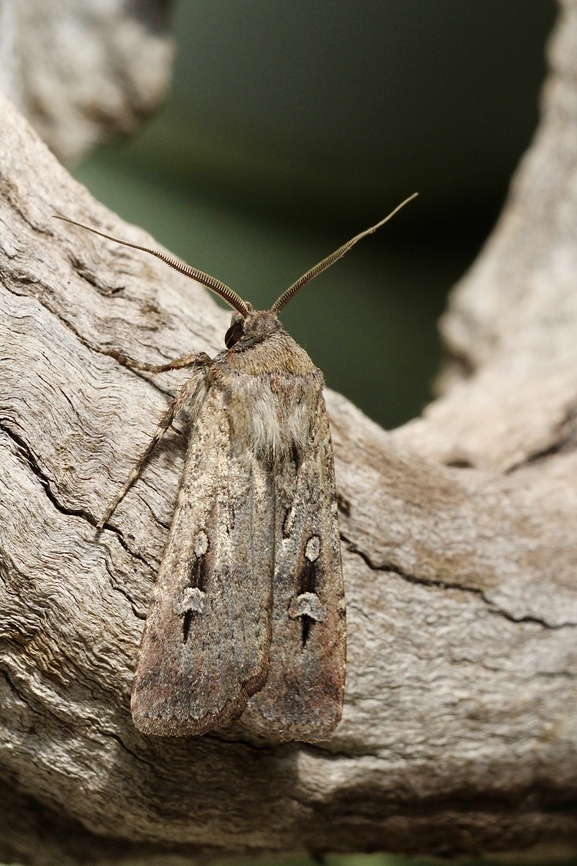 Agrotina munda Attracted to UV light Agrotis munda,Brown Cutworm,Eamw moth,Encounter Bay SA,UVL,eamw Noctuid