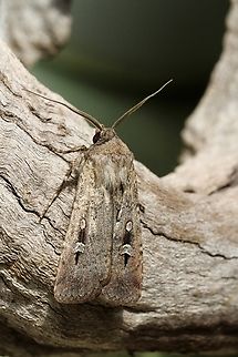 Agrotina munda Attracted to UV light Agrotis munda,Brown Cutworm,Eamw moth,Encounter Bay SA,UVL,eamw Noctuid