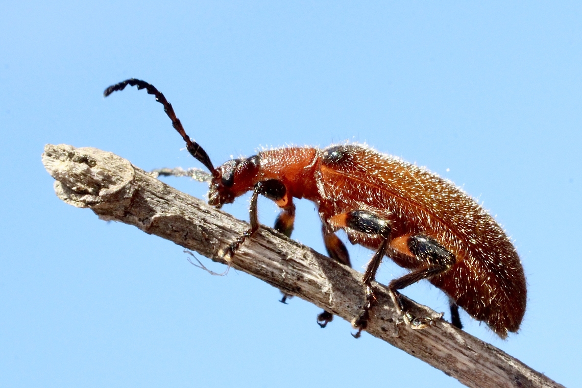 Honeybrown Beetle - Ecnolagria grandis  Australia,Eamw beetles,Ecnolagria grandis,Geotagged,Honeybrown beetle,Summer,Talisker Conservation Park