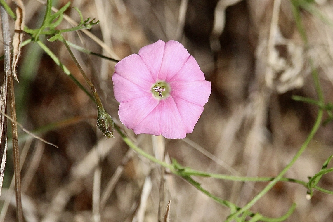 Mallow Bindweed - Convolvulus althaeoides  Australia,Convolvulus althaeoides,Eamw Flora,Geotagged,Mallow bindweed,Summer,Talisker Conservation Park