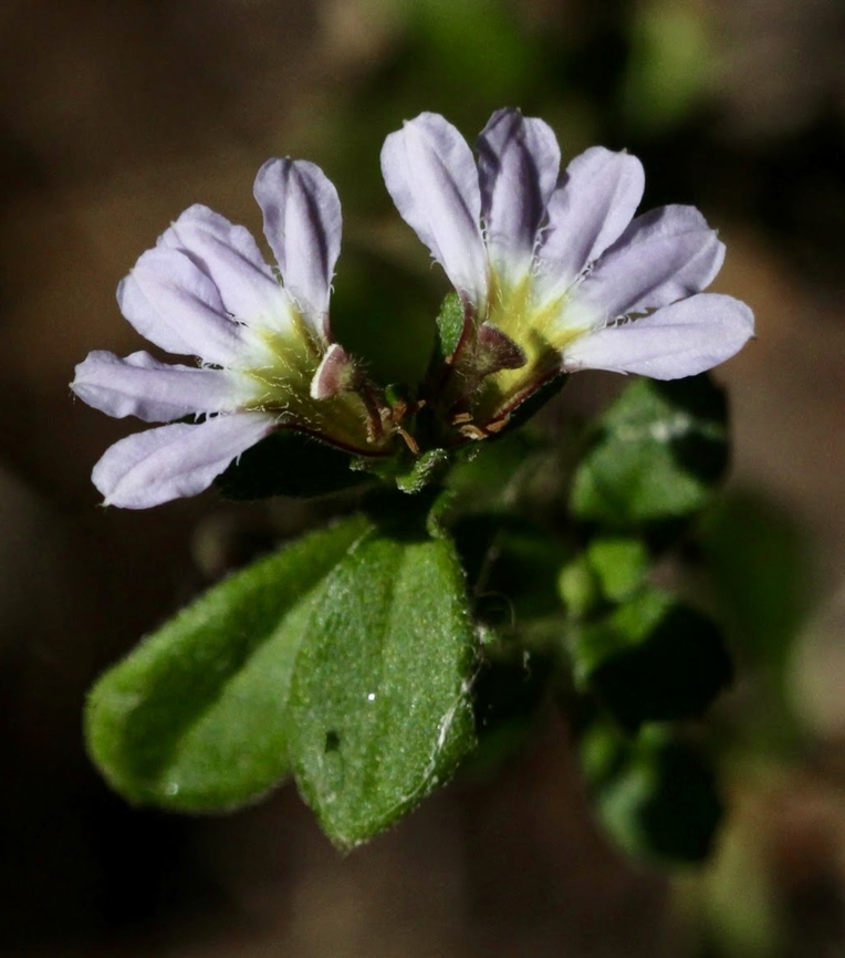 Fairy Fan-Flower - Scaevola aemula  Australia,Eamw flora,Fairy Fan-flower,Geotagged,Scaevola aemula,Summer,Talisker Conservation Park