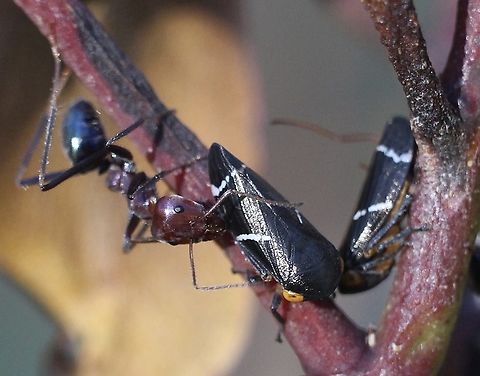 Two-lined gum-treehopper - Eurymeloides bicincta The ant tending to the gum-tree hoppers I am fairly sure is the Southern Meat Ant Iridomyrmex purpureus Australia,Eamw Treehopper,Eurymeloides bicincta,Geotagged,Summer,Talisker Conservation Park,Two-lined gum-treehopper