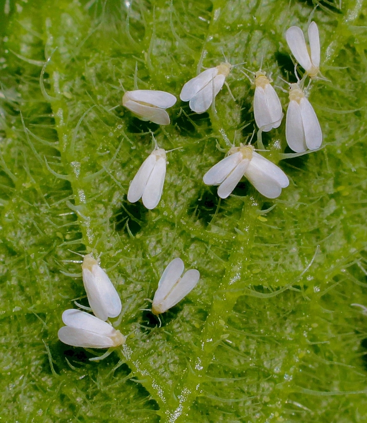 Greenhouse whitefly - Trialeurodes vaporariorum Devastated my tomato plant s and now they are going for the cucumber plant.  Australia,Encounter Bay SA,Geotagged,Greenhouse whitefly,Summer,Trialeurodes vaporariorum,eamw flies