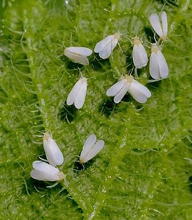 Greenhouse whitefly - Trialeurodes vaporariorum Devastated my tomato plant s and now they are going for the cucumber plant. Australia,Encounter Bay SA,Geotagged,Greenhouse whitefly,Summer,Trialeurodes vaporariorum,eamw flies