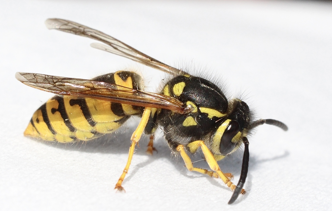 German wasp - Vespula germanica It&rsquo;s the time of year again for Vespula Germanica to be a nuisance . Australia,Eamw wasps,Encounter Bay SA,Geotagged,German wasp,Summer,Vespula germanica