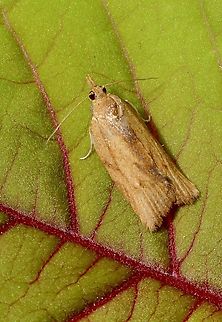 Genus - Clepsis Attracted to UV light  Australia,Clepsis,Eamw moth,Encounter Bay SA,Encounter Bay moth,Geotagged,Summer,UVL
