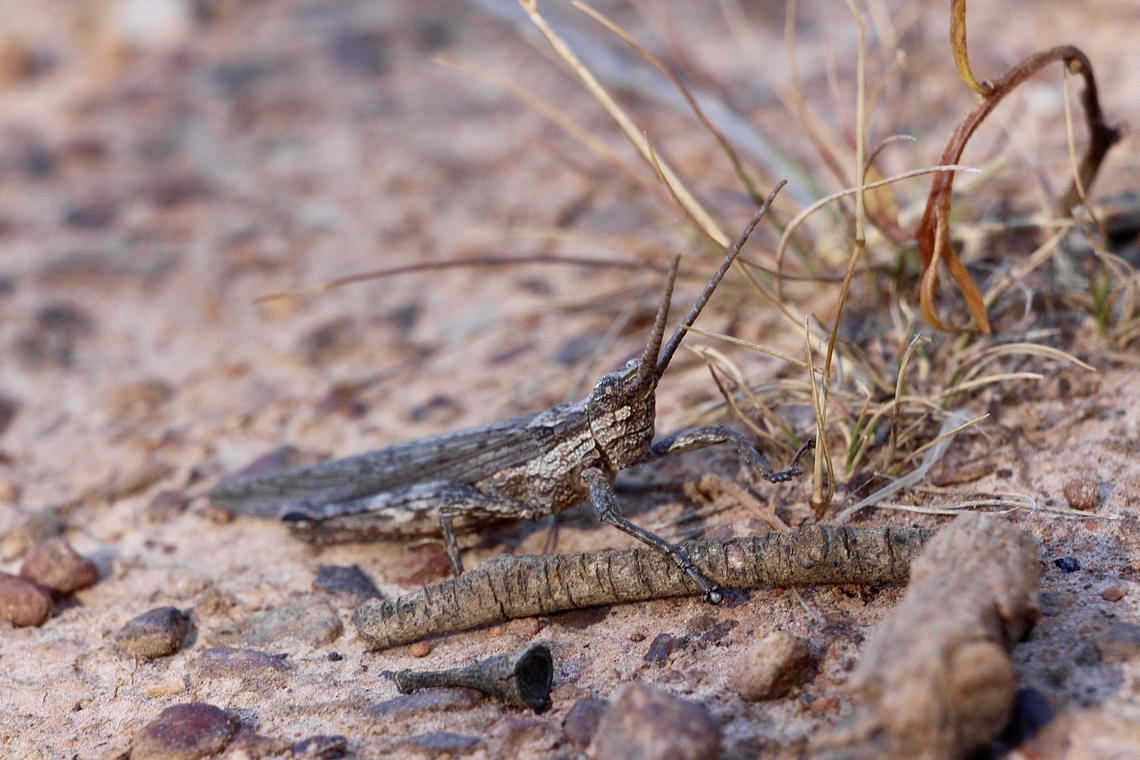 Bark - Mimicking Grasshopper - Coryphistes ruricola  Australia,Bark-Mimicking Grasshopper,Coryphistes ruricola,Eamw grasshoppers,Geotagged,Summer,Talisker Conservation Park