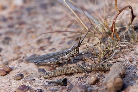 Bark - Mimicking Grasshopper - Coryphistes ruricola  Australia,Bark-Mimicking Grasshopper,Coryphistes ruricola,Eamw grasshoppers,Geotagged,Summer,Talisker Conservation Park