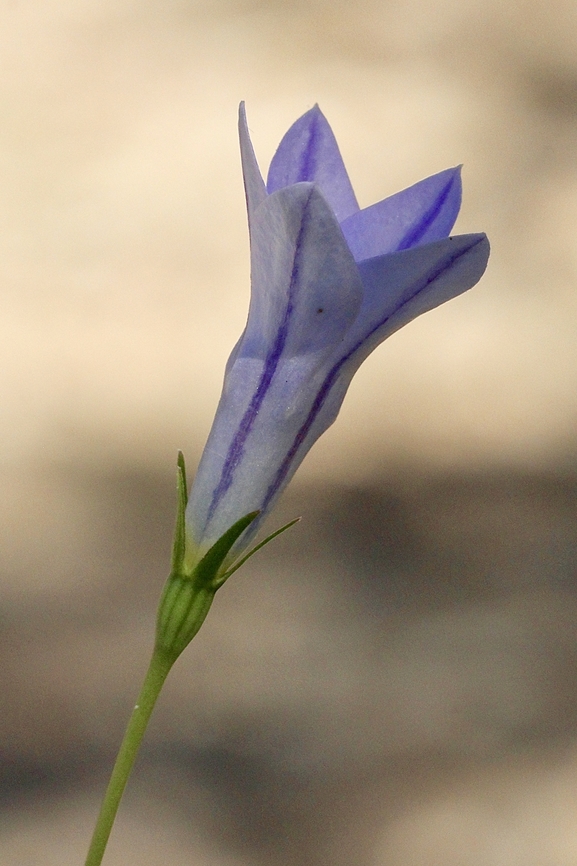 Australian Bluebell - Wahlenbergia stricta  Australia,Australian Bluebell,Eamw flora,Geotagged,Summer,Talisker Conservation Park,Wahlenbergia stricta
