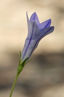 Australian Bluebell - Wahlenbergia stricta  Australia,Australian Bluebell,Eamw flora,Geotagged,Summer,Talisker Conservation Park,Wahlenbergia stricta