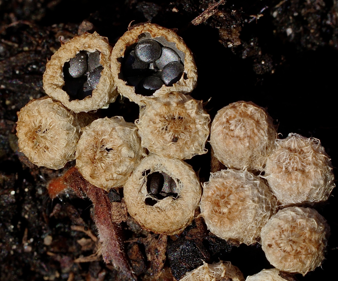 Dung-loving Bird's Nest Fungus - Cyathus stercoreus Found them this morning in one of my flower pots whilst watering. Big surprise. Cyathus stercoreus,Dung-loving Bird's-Nests,Eamw fungi,Encounter Bay SA