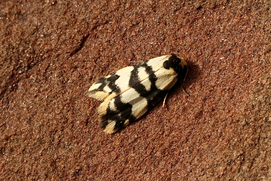 Lichen moth - Tribe Lithosiini ID. as per INaturalist <br />
Attracted to UV light Australia,Eamw moth,Encounter Bay SA,Encounter Bay moth,Geotagged,Summer,UVL,unidentified