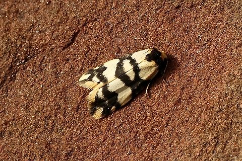 Lichen moth - Tribe Lithosiini ID. as per INaturalist 
Attracted to UV light Australia,Eamw moth,Encounter Bay SA,Encounter Bay moth,Geotagged,Summer,UVL,unidentified