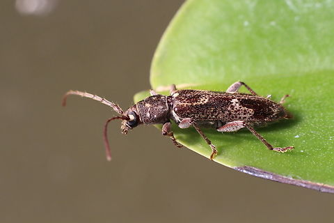 Phacodes personatus Attracted to UV light. Australia,Eamw beetles,Encounter Bay SA,Encounter Bay beetles,Geotagged,Phacodes personatus,Summer,UVL