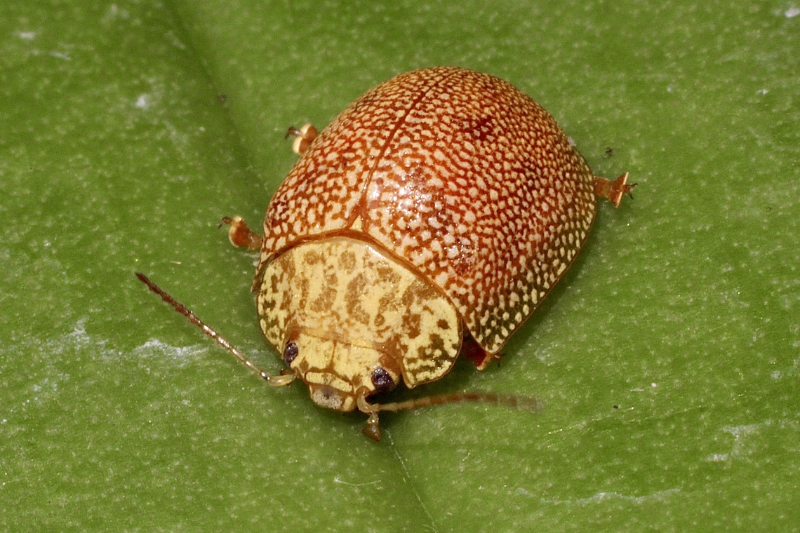 Speckled eucalyptus leaf beetle - Paropsis atomaria Attracted to UV light. Eamw beetles,Encounter Bay SA,Encounter Bay beetles,Paropsis atomaria,Speckled eucalyptus leaf beetle,UVL