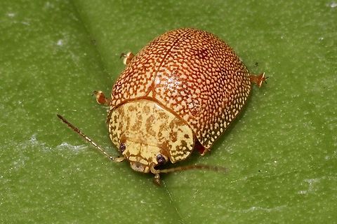 Speckled eucalyptus leaf beetle - Paropsis atomaria Attracted to UV light. Eamw beetles,Encounter Bay SA,Encounter Bay beetles,Paropsis atomaria,Speckled eucalyptus leaf beetle,UVL
