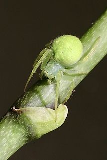 Speckled Orbweaver- Araneus circulissparsus  Araneus circulissparsus,Australia,Eamw spiders,Encounter Bay SA,Geotagged,Summer