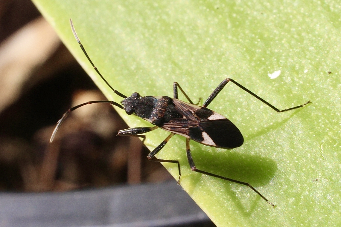 Dieuches notatus Attracted to UV light  Australia,Dieuches notatus,Encounter Bay SA,Geotagged,Summer,UVL,eamw seed bugs