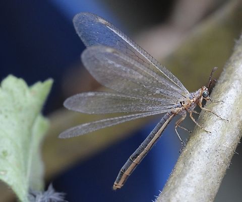 Antlion - Myrmeleon diminutus  Australia,Eamw lacewings,Encounter Bay SA,Geotagged,Myrmeleon diminutus,Summer,UVL