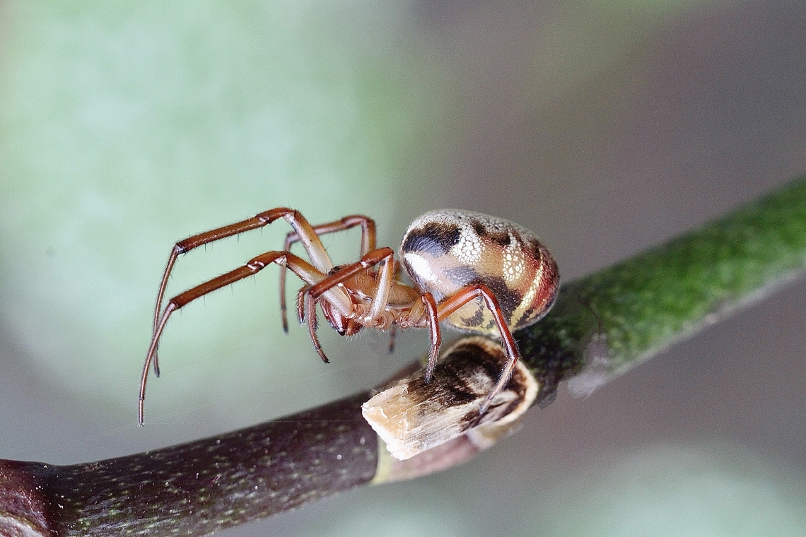 Leaf-curling Spider - Phonognatha graeffei Removed from its curled leaf to get a photo. The spider will curl another leaf for itself. Australia,Eamw spiders,Encounter Bay SA,Geotagged,Leaf-curling Spider,Phonognatha graeffei,Summer