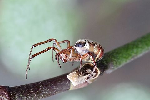 Leaf-curling Spider - Phonognatha graeffei Removed from its curled leaf to get a photo. The spider will curl another leaf for itself. Australia,Eamw spiders,Encounter Bay SA,Geotagged,Leaf-curling Spider,Phonognatha graeffei,Summer