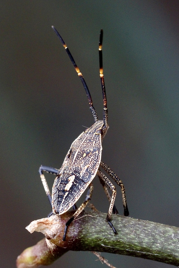 Brown Shield Bug - Poecilometis strigatus Looks like 3rd instar. Australia,Brown Shield Bug,Eamw stink bugs,Encounter Bay SA,Geotagged,Poecilometis strigatus,Summer