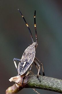 Brown Shield Bug - Poecilometis strigatus Looks like 3rd instar. Australia,Brown Shield Bug,Eamw stink bugs,Encounter Bay SA,Geotagged,Poecilometis strigatus,Summer