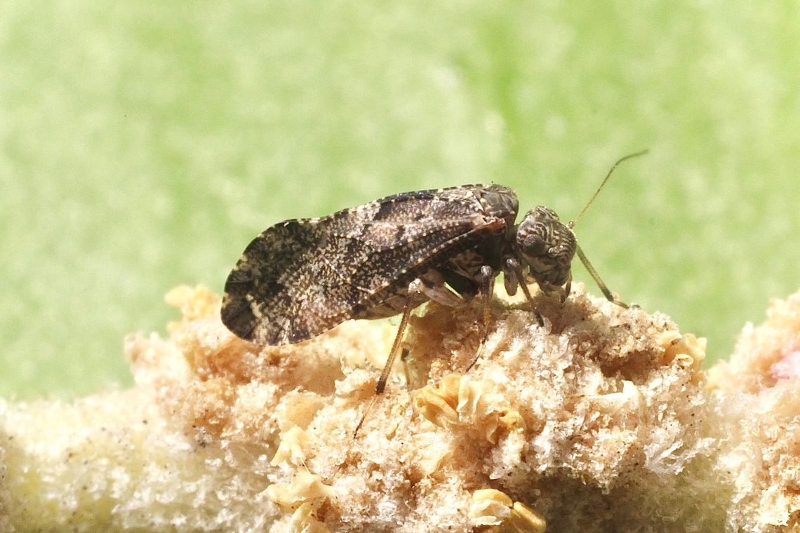 Nimbopsocus australis Attracted to UV light.<br />
I didn&rsquo;t know what to make of this little insect. After some searching I found that it belongs to the bark lice . Australia,Eamw bark lice,Encounter Bay SA,Geotagged,Nimbopsocus australis,Summer