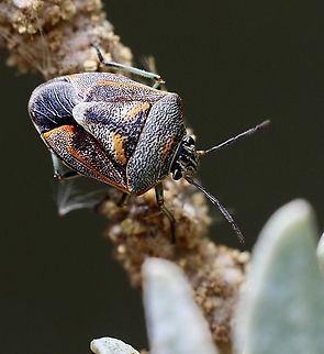 Varigated Coffeebug - Anaxilaus oliva Found on Grey Saltbush- Atriplex cinerea growing along the coastal sand embankments. Anaxilaus oliva,Australia,Eamw stink bugs,Encounter Bay SA,Geotagged,Summer