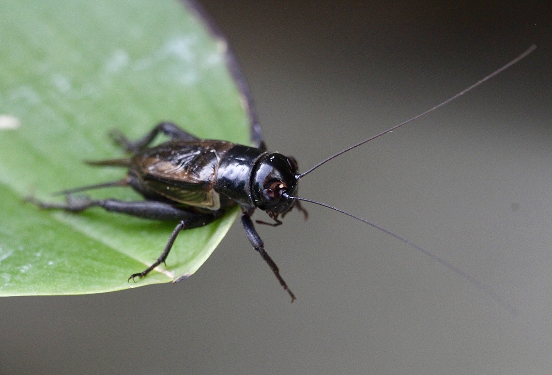 Black field cricket - Teleogryllus commodus Attracted to light and wandered into our house . Some years they become a plaque but for a few years only low numbers in our area.  Eamw crickets,Encounter Bay SA,Teleogryllus commodus