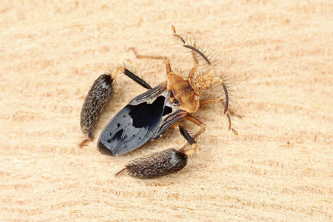 Ptilocnemus lemur Most unusual predatory bug. Australia,Eamw assassin bugs,Geotagged,Peter&rsquo;s creek road,Ptilocnemus lemur,Summer