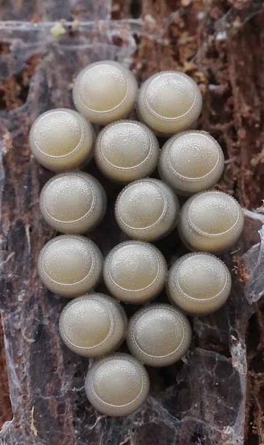 Bug eggs ( species unidentified) found under eucalyptus bark  Australia,Geotagged,Summer