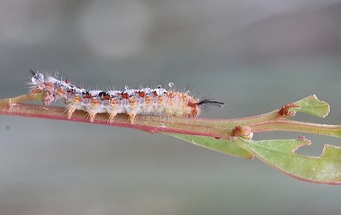 Omnivorous Tussock Moth caterpillar- Acyphas semiochrea Feeding on Acacia  Acyphas ew,Acyphas semiochrea,Australia,Eamw moth,Geotagged,Kyeema Conservation Park,Omnivorous Tussock Moth,Summer