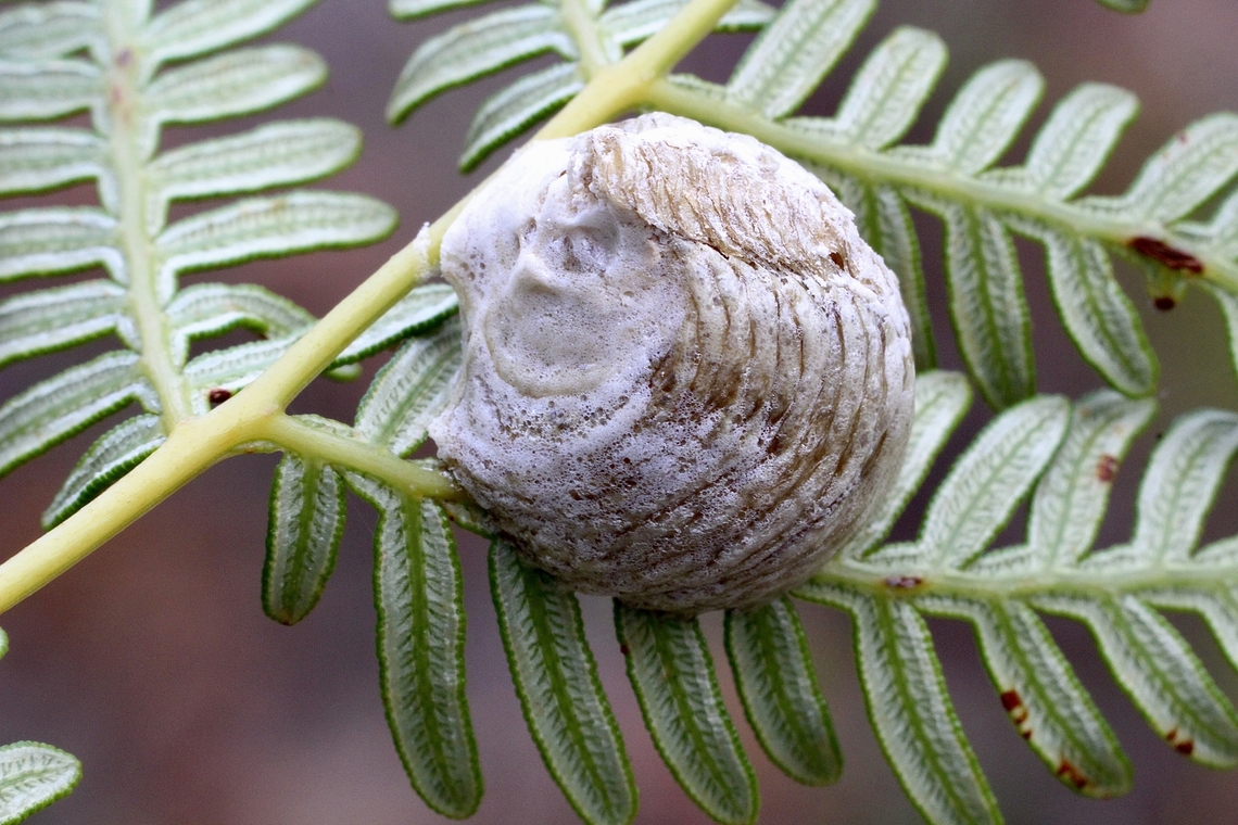 Ootheca from Mallee Grass Mantis - Archimantis sobrina  Archimantis sobrina,Australia,Geotagged,Mallee Grass Mantis,Summer