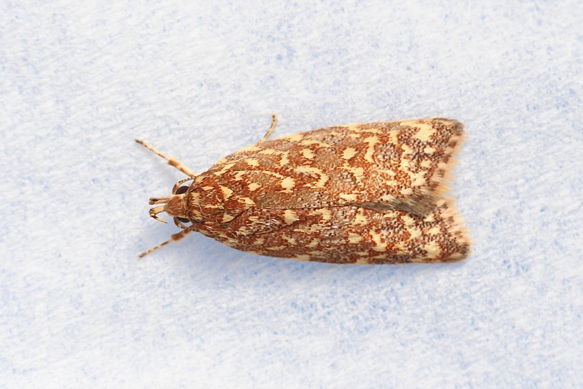 Syringoseca rhodoxantha Attracted to UV light. Australia,Eamw moth,Encounter Bay SA,Encounter Bay moth,Geotagged,Summer,Syringoseca ew,Syringoseca rhodoxantha,UVL